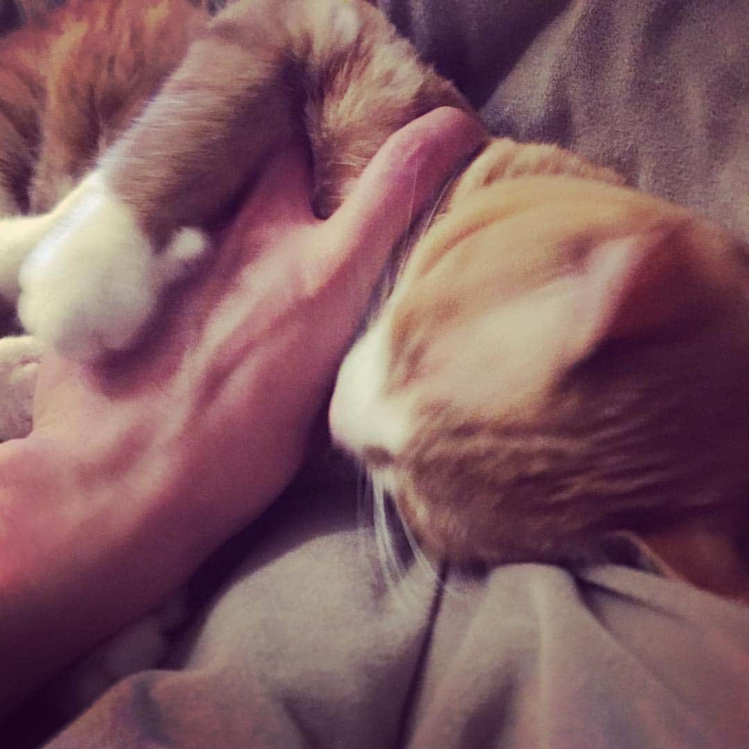 矢崎広のインスタグラム：「❌モフモフを嫌がってガブッ！ ⭕️モフモフを喜んでペロペロ  #猫の舌ホント痛い」