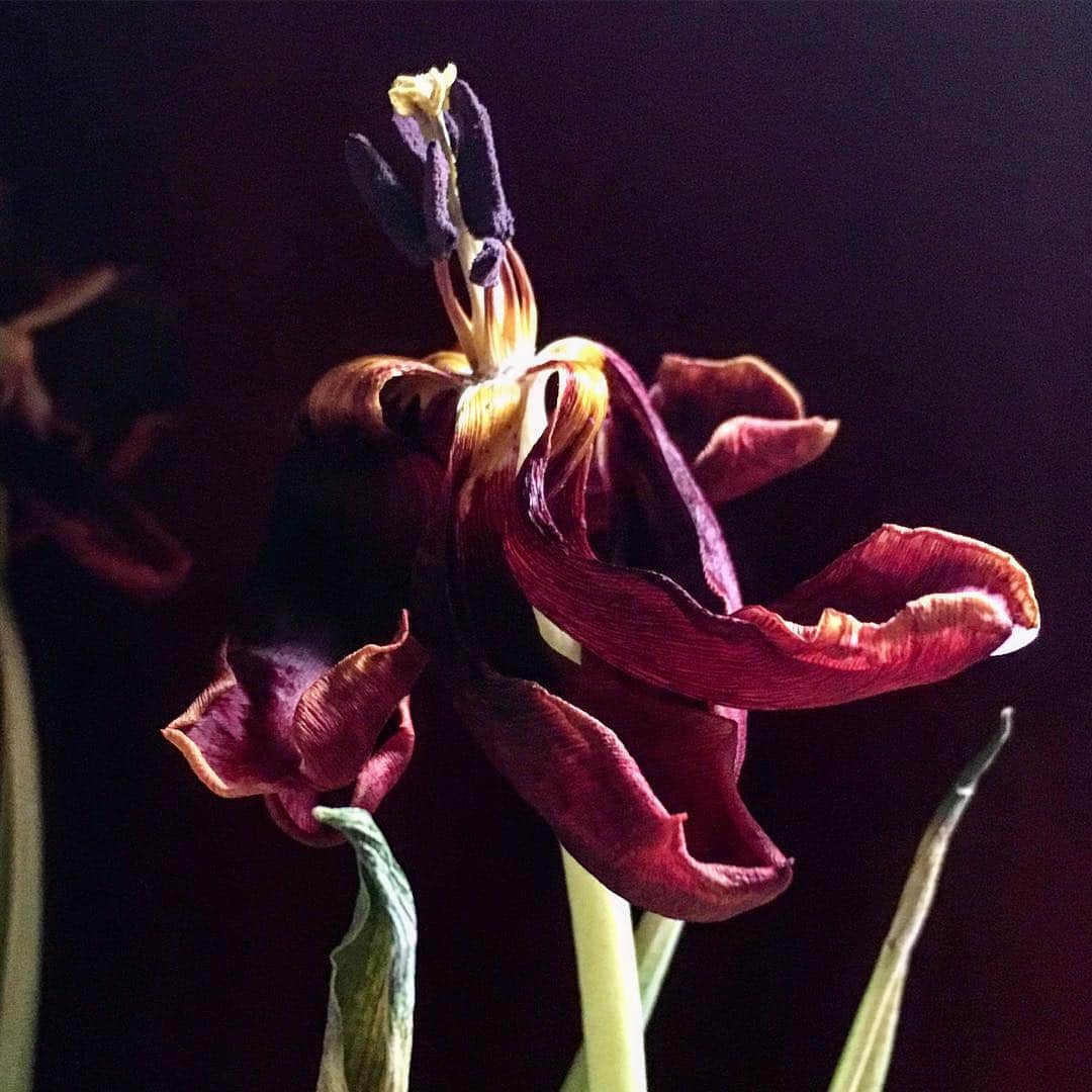 JULIEN D'YSさんのインスタグラム写真 - (JULIEN D'YSInstagram)「#dry tulipe #naturemorte #color#pourpre#beauty #everywhere #justlook」2月18日 20時48分 - juliendys