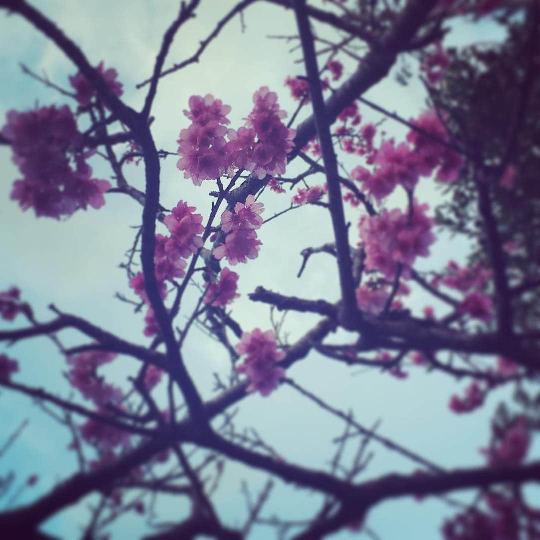 宮里藍さんのインスタグラム写真 - (宮里藍Instagram)「🌸🌸🌸🌸🌸 #cherryblossom #桜 #さすが沖縄 #早いね」2月18日 21時18分 - ai_miyazato