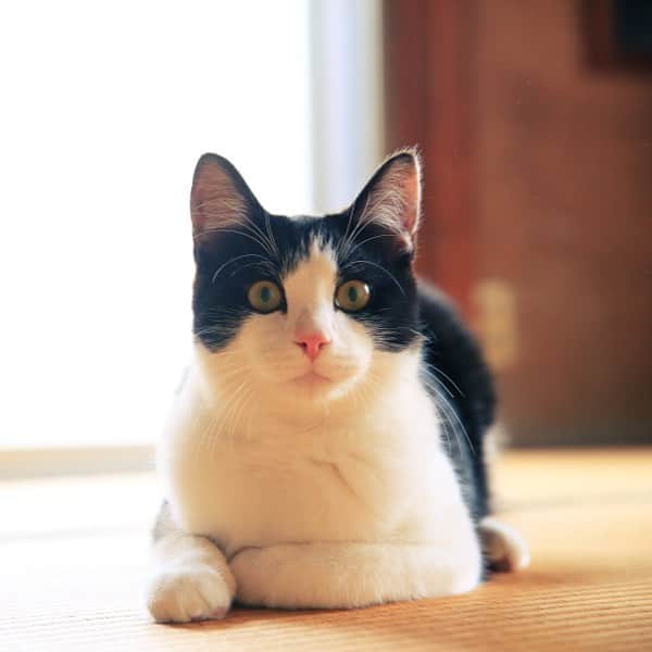 映画『猫なんかよんでもこない。』のインスタグラム：「本日28日放送です！ 映画「猫よん。」主演 風間俊介さんが、 ＴＶ東京「和風総本家」に登場します。ということは豆助と共演！？ http://www.tv-osaka.co.jp/ip4/wafu/ ｂｙネックン」