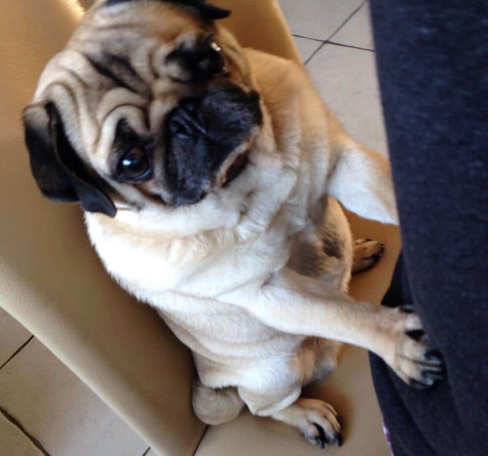 のインスタグラム：「Daddy wasn't using the whole chair, so I thought we could maybe share it 😊💕#pawsome」