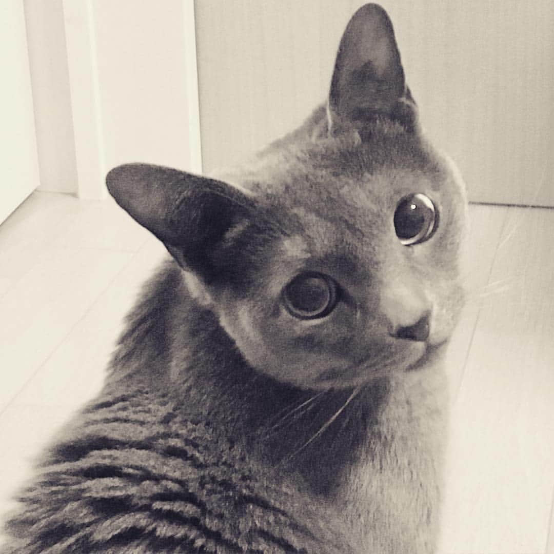 のインスタグラム：「😊#cat #russianblue #neko #catsofinstagram #catstagram #猫 #ネコ #ねこ #ロシアンブルー#グレ猫倶楽部」
