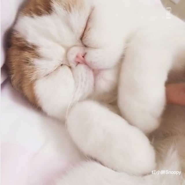snoopyのインスタグラム