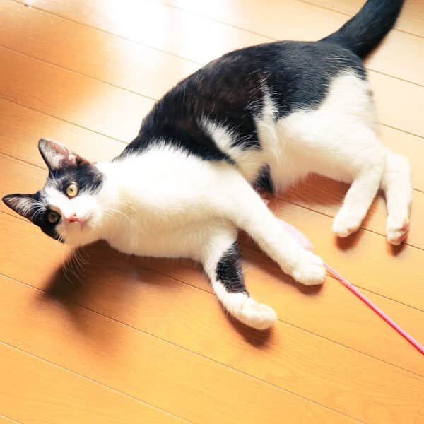 映画『猫なんかよんでもこない。』さんのインスタグラム写真 - (映画『猫なんかよんでもこない。』Instagram)「本日1日(月)は、映画サービスデーで1100円です！ 週末、ご覧になれなっ方かたは是非この機会にご覧ください。 #nekoyon #猫よん」2月1日 15時41分 - nekoyonn1