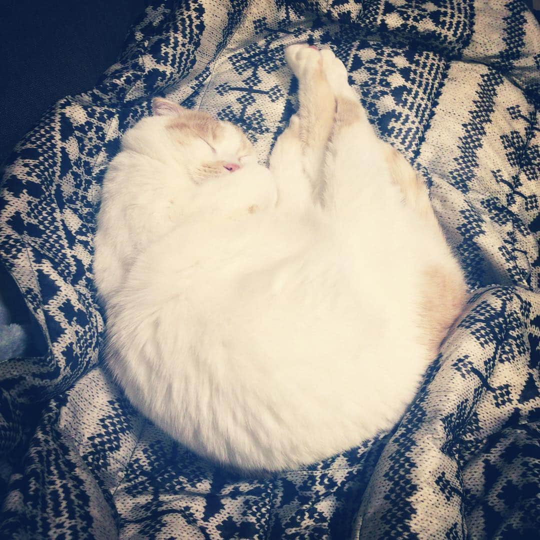 ポッケさんのインスタグラム写真 - (ポッケInstagram)「Zzz...」2月1日 22時22分 - pokkeboy