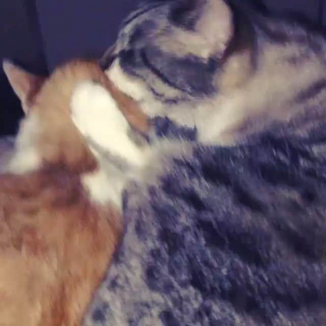 Spangles The Cross Eyed Kittyのインスタグラム：「Grooming time! #spangles #crosseyed #buttercup」