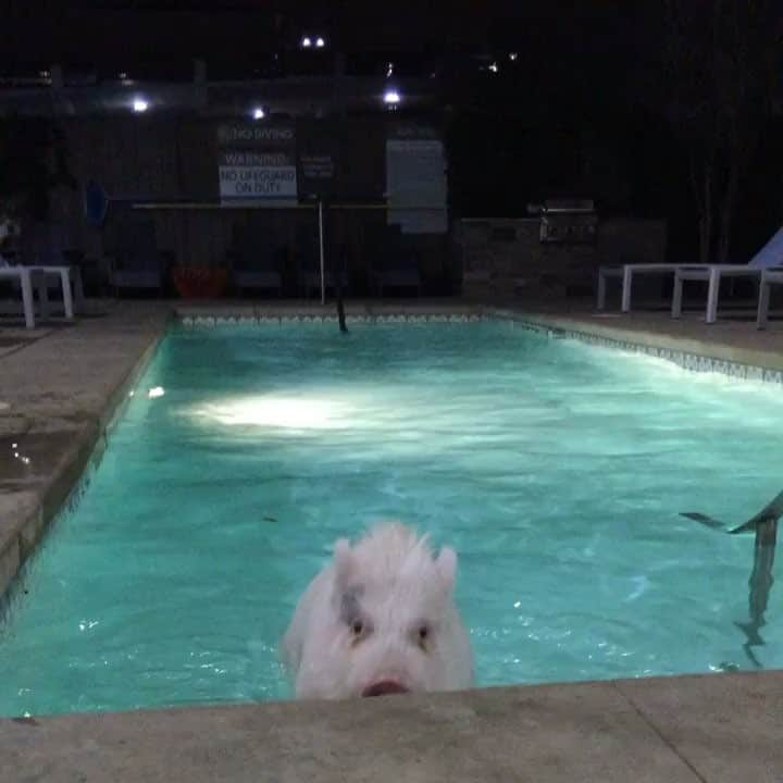 baconのインスタグラム：「Night swim anyone? I do the piggy shake! 🐷💦 #bacon #piglet #xs #nightswim #piggyshake #porkchop」