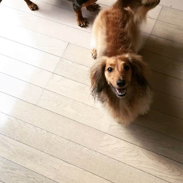 濱田めぐみのインスタグラム：「またまた 何なのら‼️ #犬ノイル暮ラシ #ダックスフント  #dog  #らきもこ  #ラキモコ」