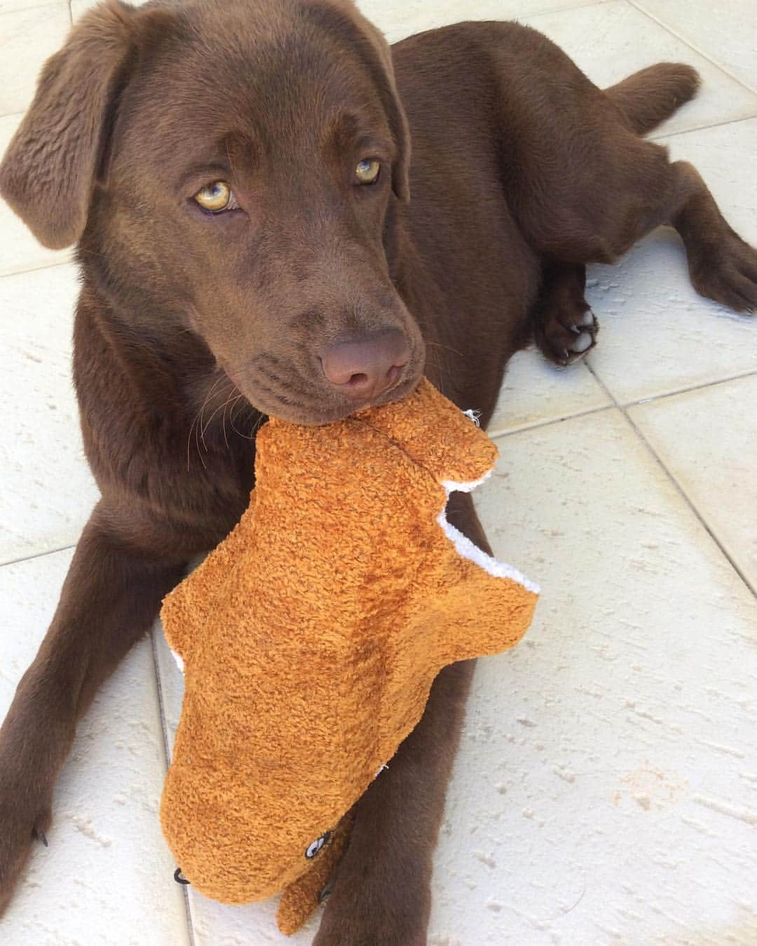 Mollyさんのインスタグラム写真 - (MollyInstagram)「I saw my new toy and I was hooked 🐶🐟😂🐾 #talesofalab #chocolatelaboftheday #chocolatelab #puppiesofinstagram  #justlabradors #fab_labs_  #dogfeatures #labrador #stingray #somethingfishygoingon #doghubaustralia #worldoflabs #labradorable」2月20日 13時35分 - chocolatelabmolly