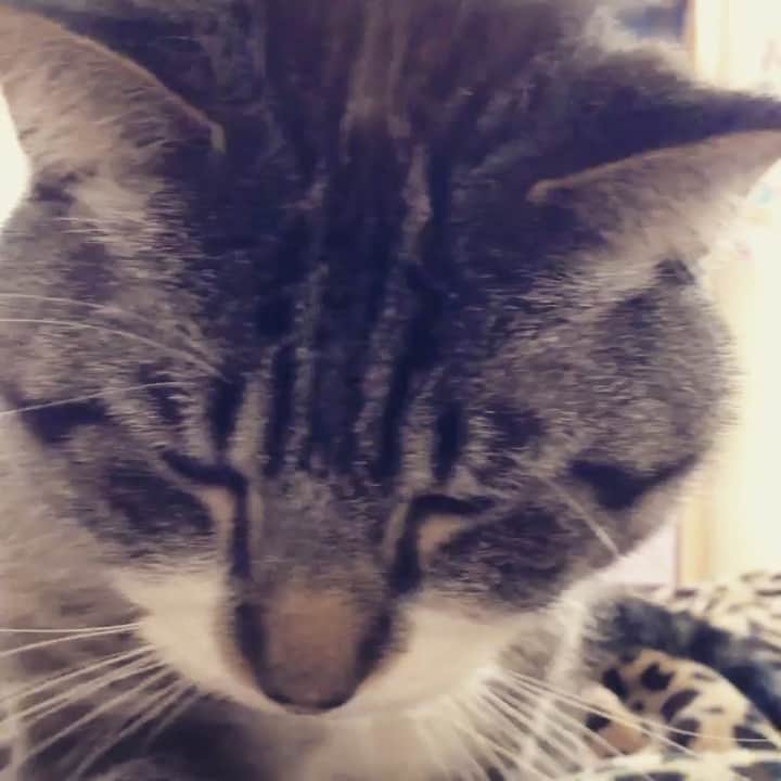 Spangles The Cross Eyed Kittyのインスタグラム：「Time to roll some dough! Happy Friday! #spangles #crosseyed」