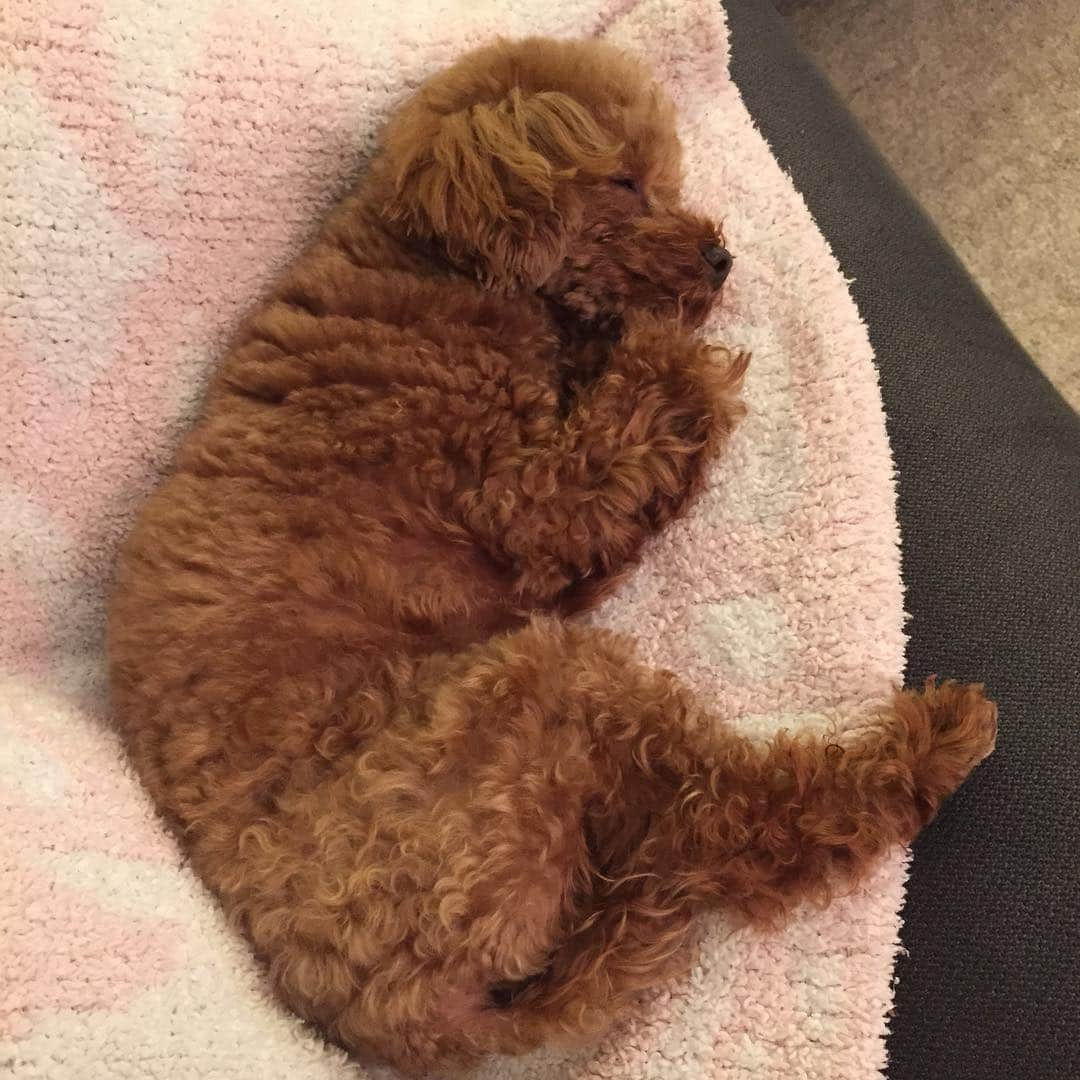 田中ハルさんのインスタグラム写真 - (田中ハルInstagram)「乙女チックな寝方してる。#田中ハル#toypoodle #トイプードル#dog #犬」2月7日 11時31分 - harutanaka2011