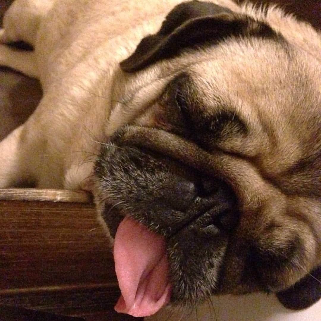 Nolaのインスタグラム：「Every day is tongue out tuesday 😜💓」