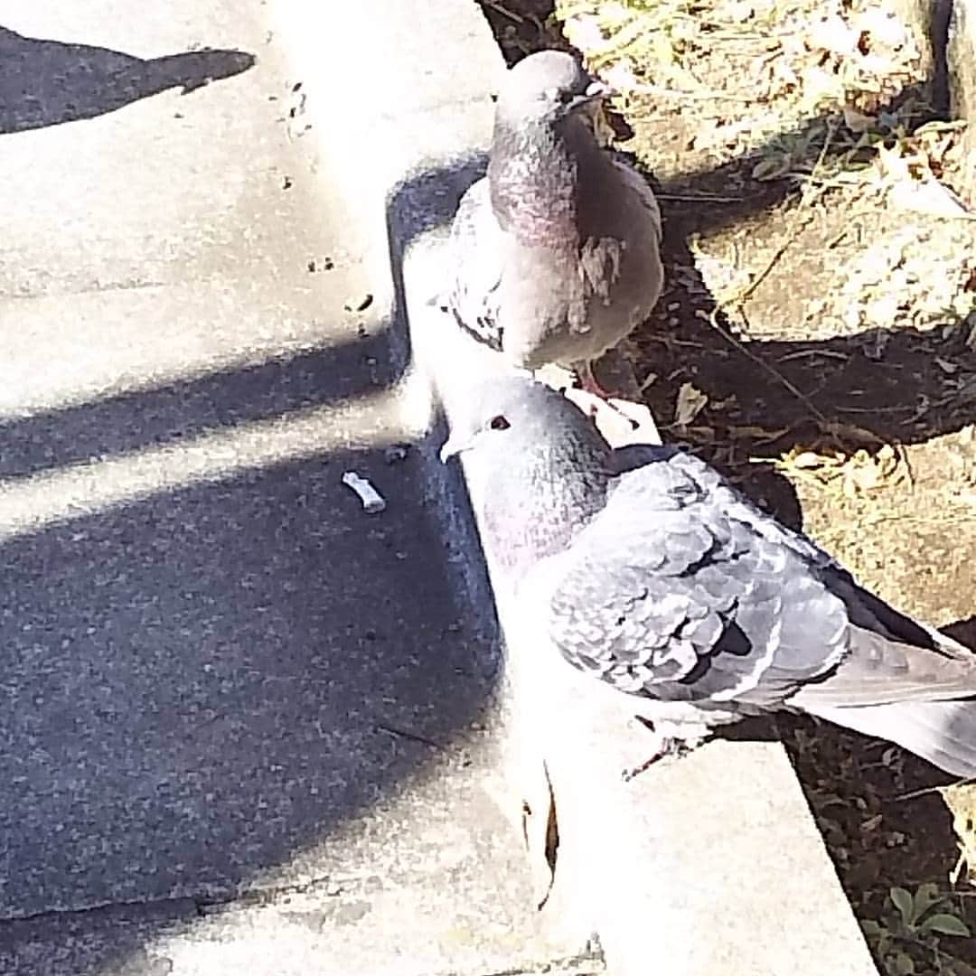 初芽里奈のインスタグラム：「🐦」