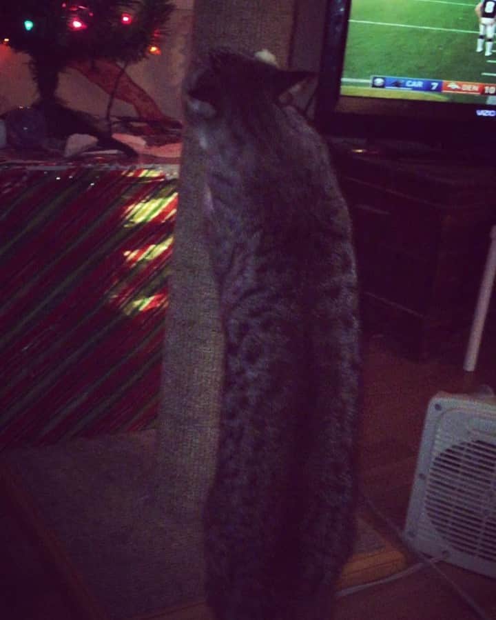 Spangles The Cross Eyed Kittyのインスタグラム：「Everyone, if you're looking for an EXCELLENT scratching post for your kittie(s) I can't highly enough reccoment PurrfectPost! I was able to get one and me and my siblings LOVE it. It's so well made and won't come apart like a lot of scratching posts do. So if you wanna make your kitties happy, get them one! They have so many to choose from! http://www.purrfectpost.com/purrfect-scratchers/ #spangles #crosseyed #purrfectpost」