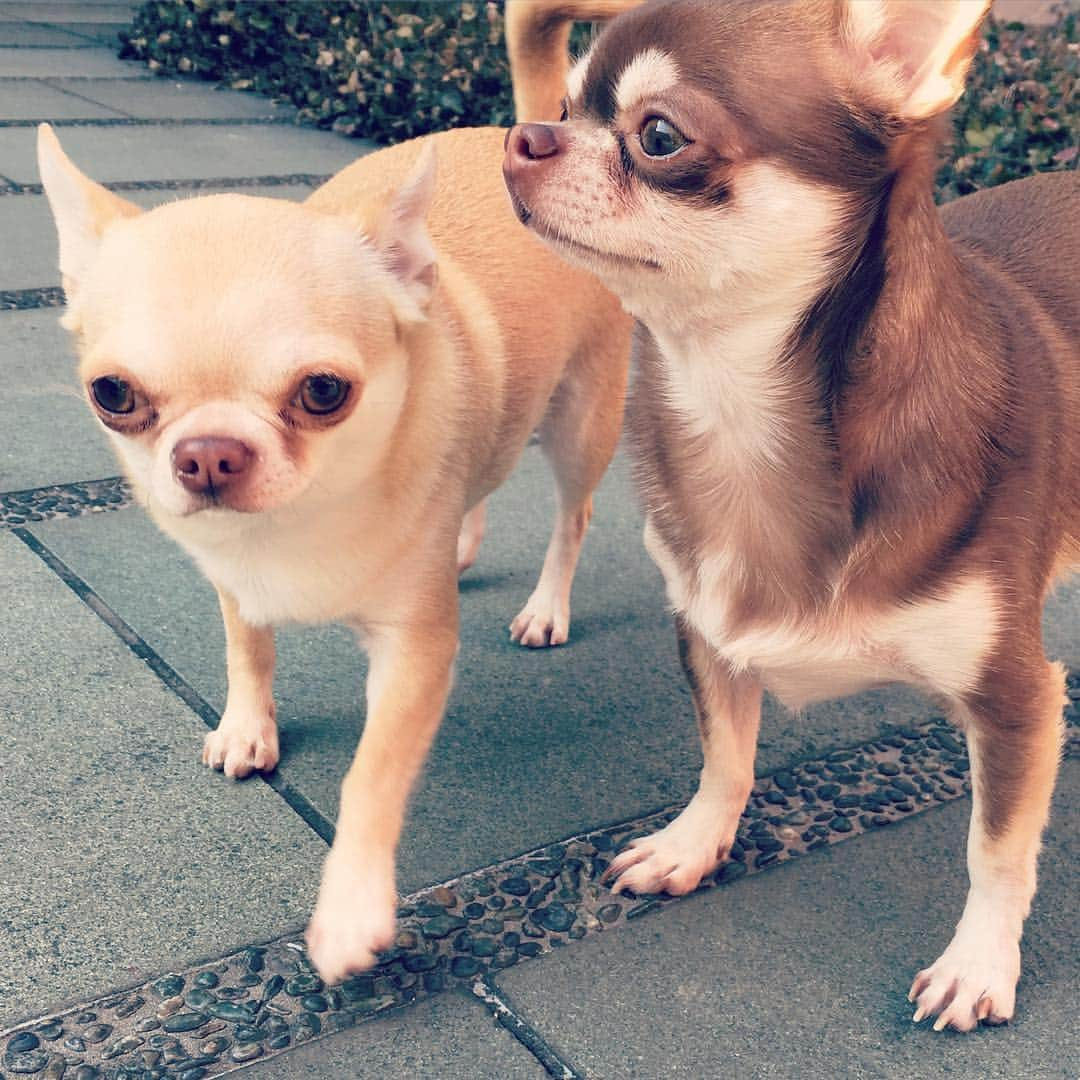 Myeのインスタグラム：「#chihuahuas #smoothchihuahua #instadog #friendship #スムチー #仲良シ  #l4l」