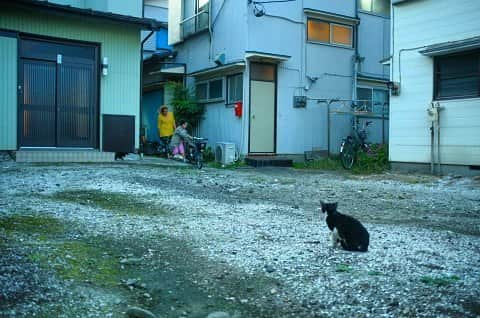 美森すずかのインスタグラム：「美森写真館～家猫と野良猫～」