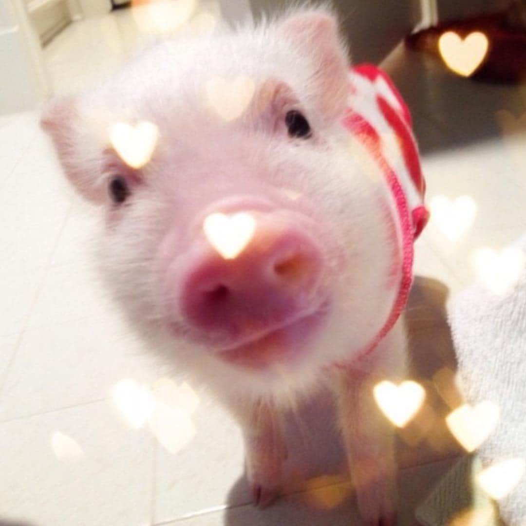 baconのインスタグラム：「Sure having a girlfriend this Valentine's Day would be nice, but spring break is only a few weeks away! 🐷🐖❤️ #batchelorpig #love #bacon #valentines #piggyisland #springbreak #tbt #babybacon」