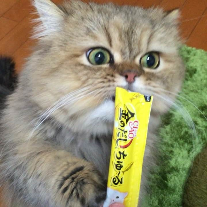 さなちゃろうのインスタグラム：「俺さまに、ちゅーるをよこせにゃ〜😆♥️ #猫 #チンチラ #ペルシャ #cat #ねこ部 #love #ちゅーる #ちゅーるプリンス」