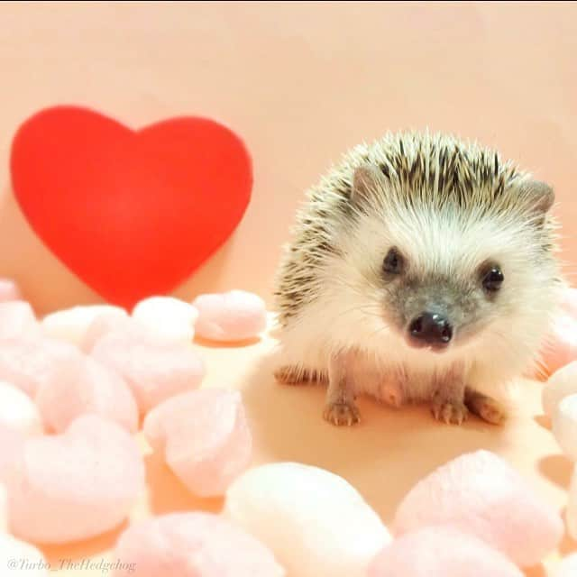 ターボさんのインスタグラム写真 - (ターボInstagram)「Happy Valentine❤️」2月14日 11時01分 - turbo_thehedgehog