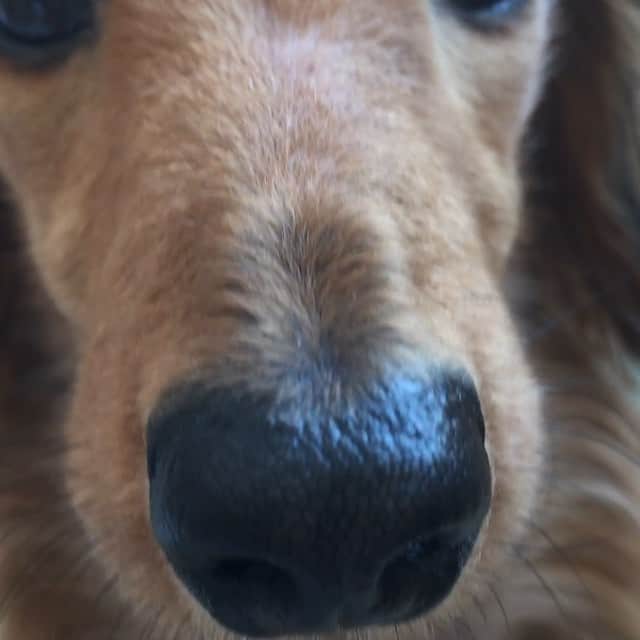 濱田めぐみのインスタグラム：「もこ先輩 どアップ！  #dog  #dogs #らきもこ  #ラキモコ  #アップ」