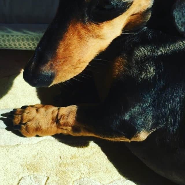 濱田めぐみのインスタグラム：「ラッキー隊長 照れる。  #ラキモコ  #らきもこ  #dogs  #dog」