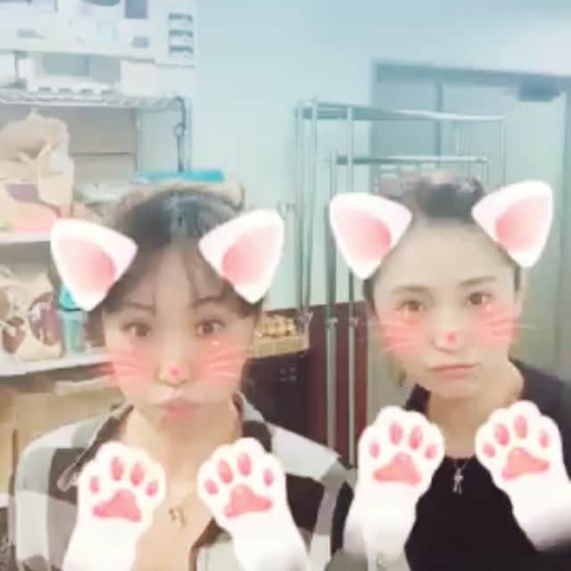濱田めぐみのインスタグラム：「ジキハイ 休憩 猫になりたい  #笹本玲奈 #renasasamoto  #濱田めぐみ #megumihamada #猫 #ねこ #ネコ」