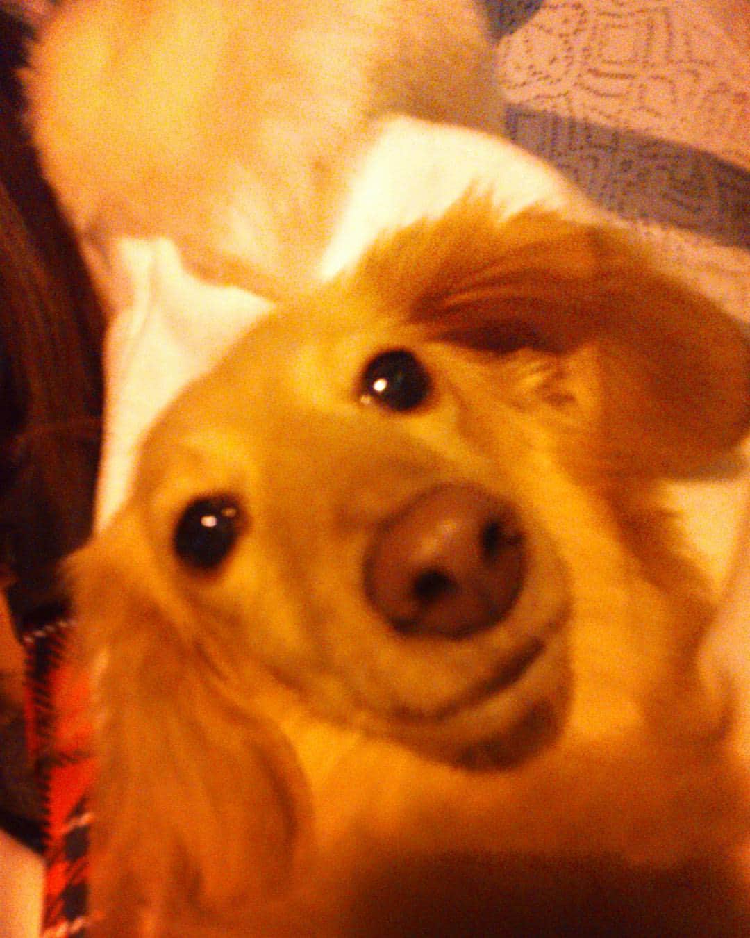 星野ナミのインスタグラム：「キィすけただいま❤よし、このままドッグカフェへGO🚕💨✨ #aiken  #🐶 #love」