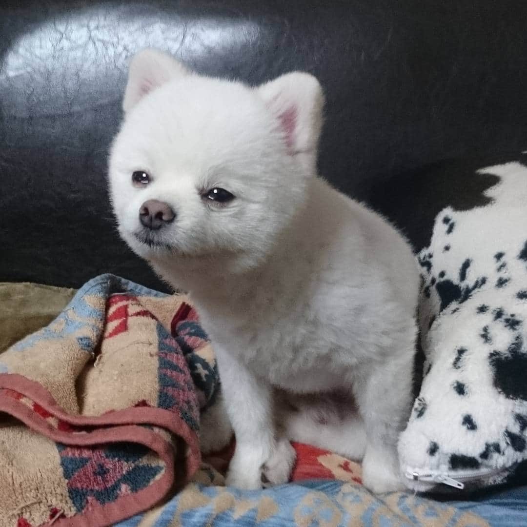 ニコちゃんのインスタグラム