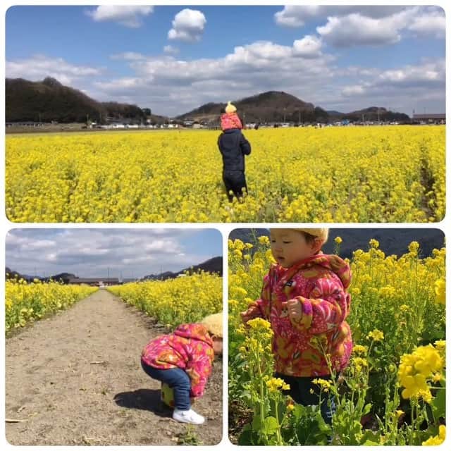 kyokkyのインスタグラム：「菜の花💛in笠岡ベイファーム キラキラしてた💛イイ天気で空の青と花のキイロがいい感じでした💙☁️💛ミオリンも沢山歩いて楽しそうだった👟👟👟💕」