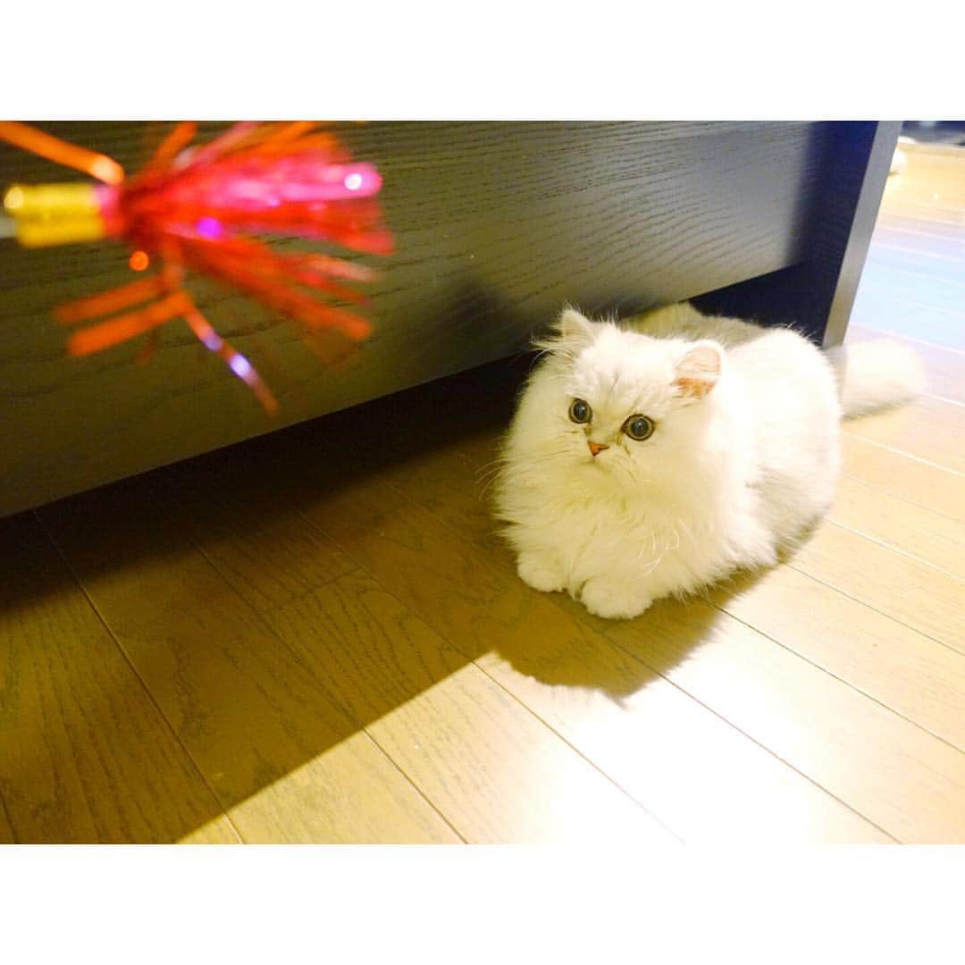 兎（尾崎紗代子）のインスタグラム：「元気な時はやっぱりあそびたいんだ〜😊 #兎 #cat #cats #catstagram #kitten #kitty #kittens #pet #pets #animal #animals #petstagram #petsagram #catoftheday #catsofinstagram #ilovemycat #instagramcats #nature #catoftheday #lovecats #furry #sleeping #lovekittens #adorable #catlover #instacat #mofmo」