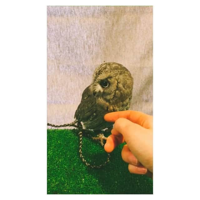 霧島れいかのインスタグラム：「今さわらんといてって言われたやつ。  #owl #want #癒し#となりの子きょとん」
