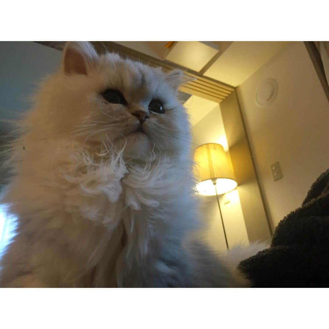 兎（尾崎紗代子）のインスタグラム：「おはよ〜！ #兎 #cat #cats #catstagram #kitten #kitty #kittens #pet #pets #animal #animals #petstagram #petsagram #catoftheday #catsofinstagram #ilovemycat #instagramcats #nature #catoftheday #lovecats #furry #sleeping #lovekittens #adorable #catlover #instacat #mofmo」