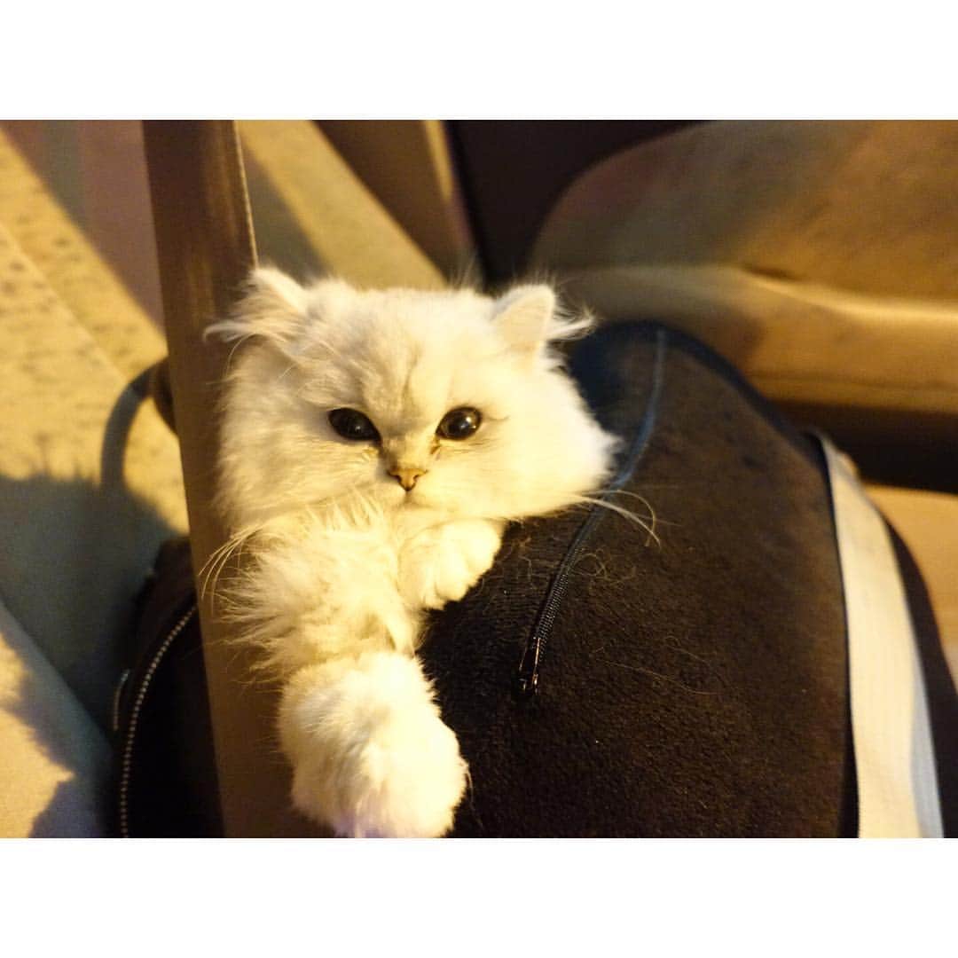 兎（尾崎紗代子）のインスタグラム：「病院だったよ〜！ もう慣れっこなんだ〜 お腹の水溜まってなくて今日もお注射二つだけで済んだよ！  2日に一度病院行くのウサが疲れちゃうから オサヨがお家でできる注射の仕方覚えるって言ってるよ〜 嬉しいけどコワイよ〜！ #兎 #cat #cats #catstagram #kitten #kitty #kittens #pet #pets #animal #animals #petstagram #petsagram #catoftheday #catsofinstagram #ilovemycat #instagramcats #nature #catoftheday #lovecats #furry #sleeping #lovekittens #adorable #catlover #instacat #mofmo」