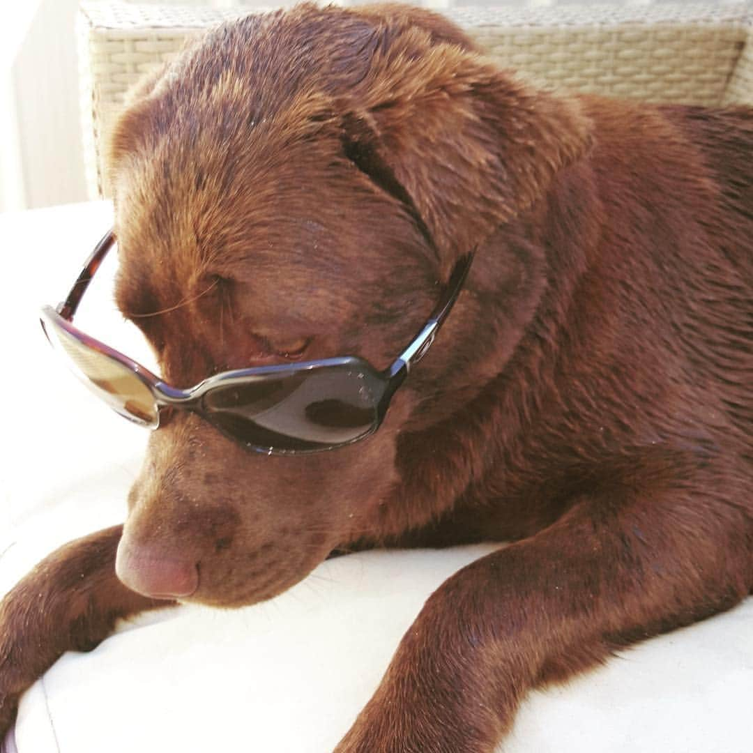 Mollyのインスタグラム：「Just chillin 🐶😎😂🐾 #meltingchocolate #chocolatelab #labsofinsta #chocolatelaboftheday #worldoflabs #fab_labs_ #talesofalab #dogsofinstagram #shadycharacter #autumnsun」