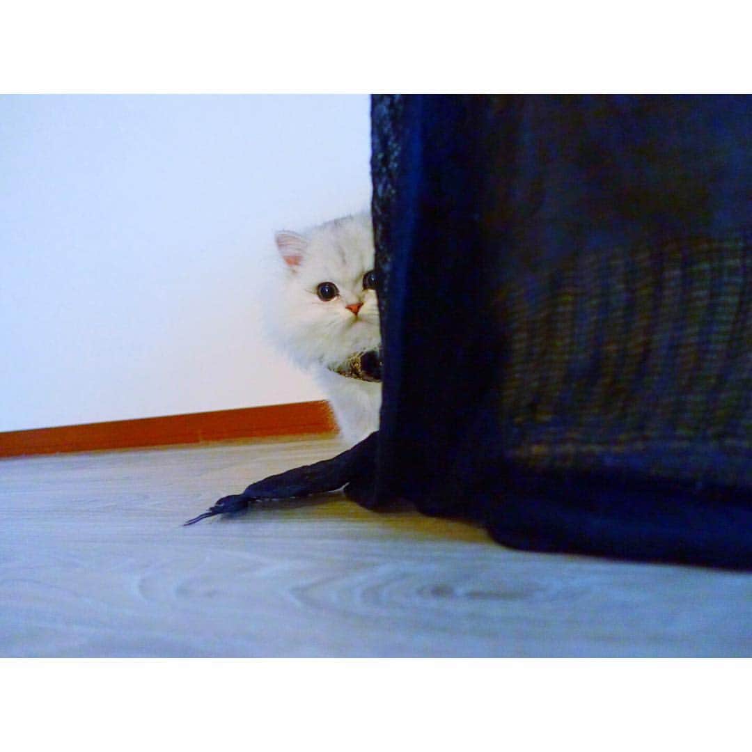 のインスタグラム：「あそんでほしいな....👀 #兎 #cat #cats #catstagram #kitten #kitty #kittens #pet #pets #animal #animals #petstagram #petsagram #catoftheday #catsofinstagram #ilovemycat #instagramcats #nature #catoftheday #lovecats #furry #sleeping #lovekittens #adorable #catlover #instacat」