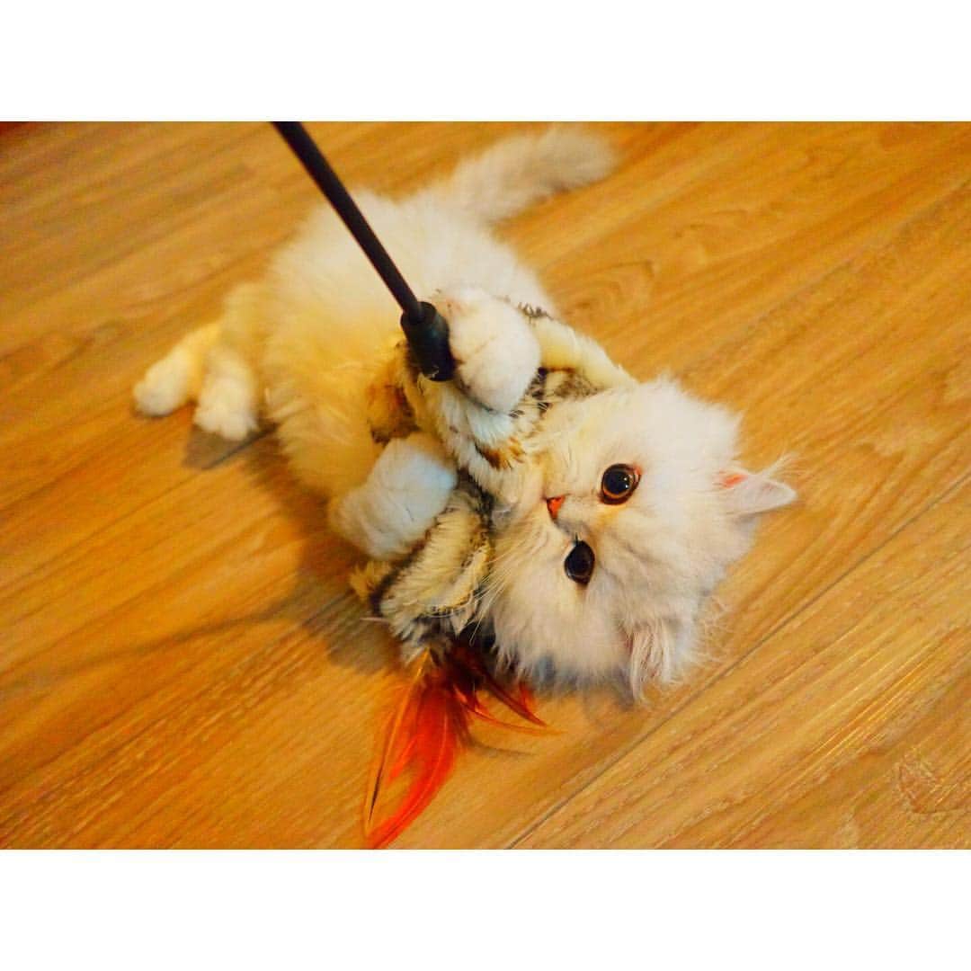 のインスタグラム：「まっ、まきつかれたっ！ #兎 #cat #cats #catstagram #kitten #kitty #kittens #pet #pets #animal #animals #petstagram #petsagram #catoftheday #catsofinstagram #ilovemycat #instagramcats #nature #catoftheday #lovecats #furry #sleeping #lovekittens #adorable #catlover #instacat」