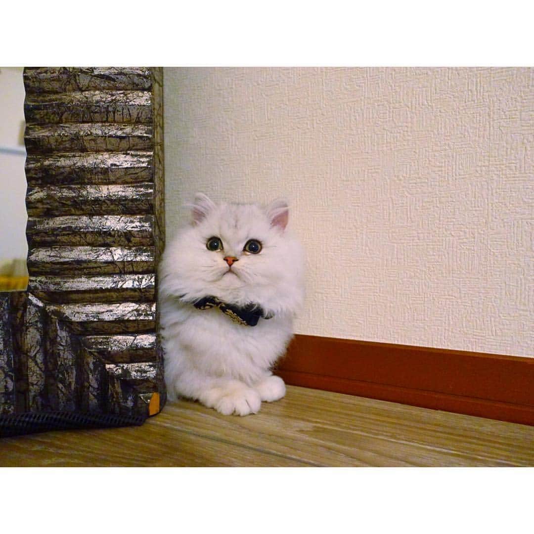のインスタグラム：「きょうは猫の日？ じゃぁウサは関係ないね！ ウサギだもん！ #兎 #cat #cats #catstagram #kitten #kitty #kittens #pet #pets #animal #animals #petstagram #petsagram #catoftheday #catsofinstagram #ilovemycat #instagramcats #nature #catoftheday #lovecats #furry #sleeping #lovekittens #adorable #catlover #instacat」