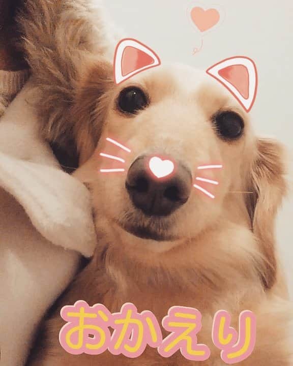 星野ナミのインスタグラム：「ただいま💗 #ネコ」