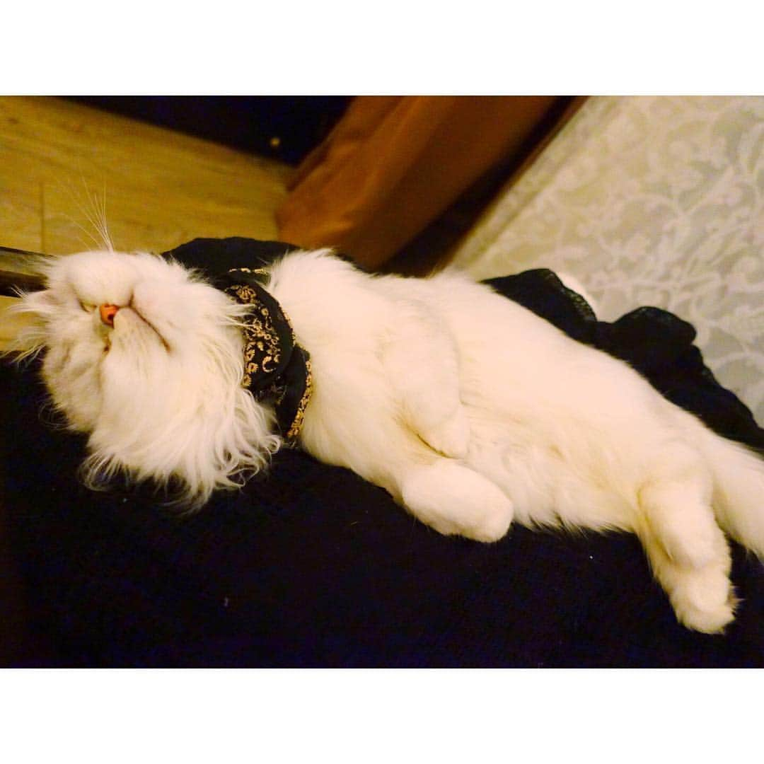 兎（尾崎紗代子）さんのインスタグラム写真 - (兎（尾崎紗代子）Instagram)「ペタァ...💤 #兎 #cat #cats #catstagram #kitten #kitty #kittens #pet #pets #animal #animals #petstagram #petsagram #catoftheday #catsofinstagram #ilovemycat #instagramcats #nature #catoftheday #lovecats #furry #sleeping #lovekittens #adorable #catlover #instacat」2月22日 22時45分 - ozakiusagi