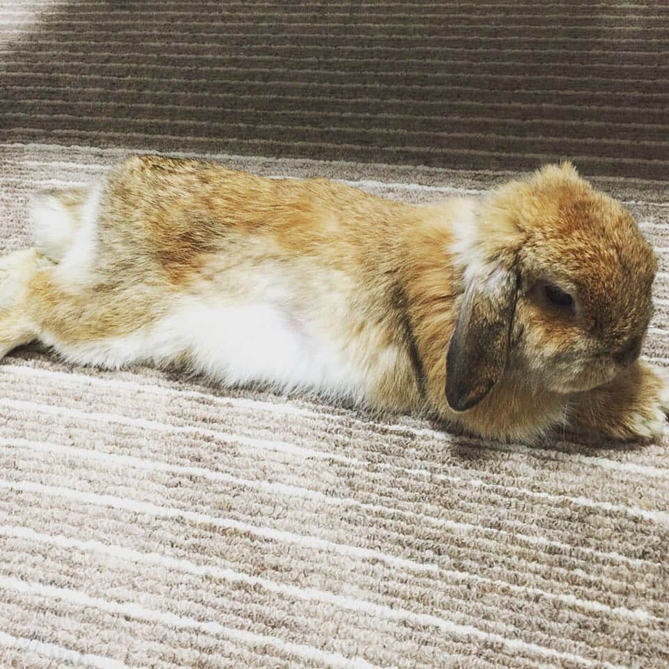 鈴華ゆう子のインスタグラム：「Today's UME♡ #hollandlop #rabbit #rabbitstagram #ホーランドロップ #うさぎ」