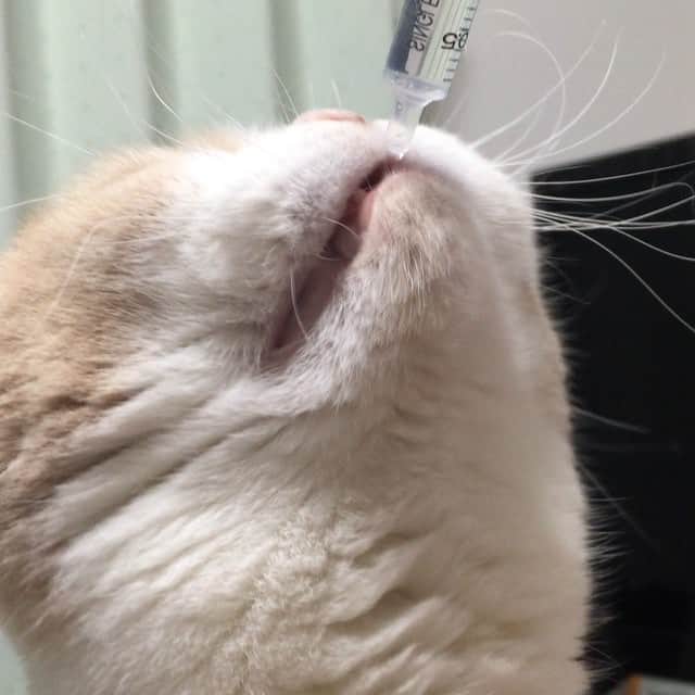 小雪のインスタグラム：「飲み」