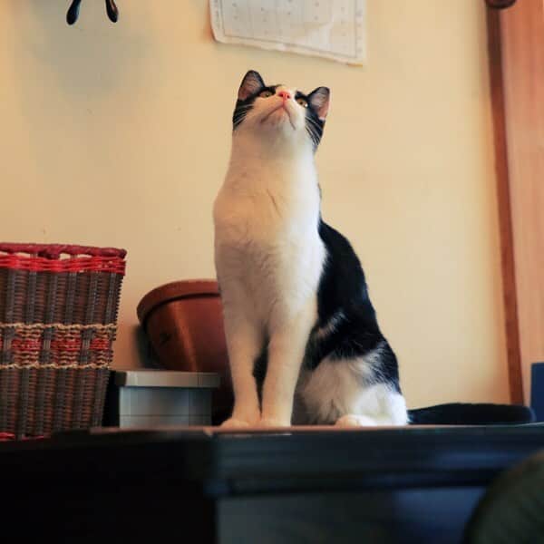 映画『猫なんかよんでもこない。』さんのインスタグラム写真 - (映画『猫なんかよんでもこない。』Instagram)「明日24日(水)はレディースデー！！ TOHOｼﾈﾏｽﾞチェーンは女性が1100円でお得に映画がご覧になれます。映画「猫よん。」をお得に観れるチャンスです。 #猫よん  #nekoyon」2月24日 1時38分 - nekoyonn1