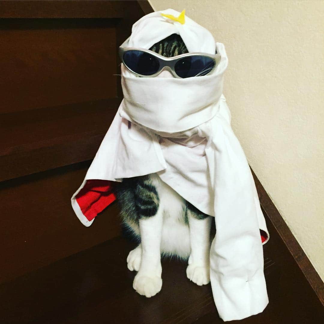 マロさんのインスタグラム写真 - (マロInstagram)「2月24日は月光仮面登場の日‼️ Moon Masked Rider‼️ #cat#cats#ねこ#ネコ#にゃんこ#ねこ部#猫 #pet#ペット#animal#動物#moonmaskedrider#月光仮面登場の日 #月光仮面#sunglasses#サングラス#hero#ヒーロー」2月24日 20時39分 - rinne172