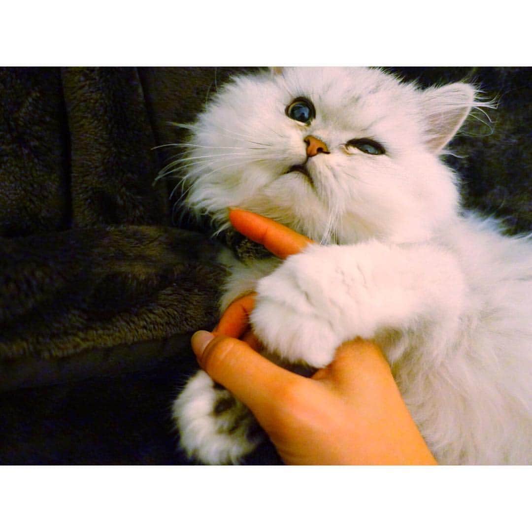 兎（尾崎紗代子）のインスタグラム：「ちょっと お腹撫でてよ〜 #兎 #cat #cats #catstagram #kitten #kitty #kittens #pet #pets #animal #animals #petstagram #petsagram #catoftheday #catsofinstagram #ilovemycat #instagramcats #nature #catoftheday #lovecats #furry #sleeping #lovekittens #adorable #catlover #instacat」