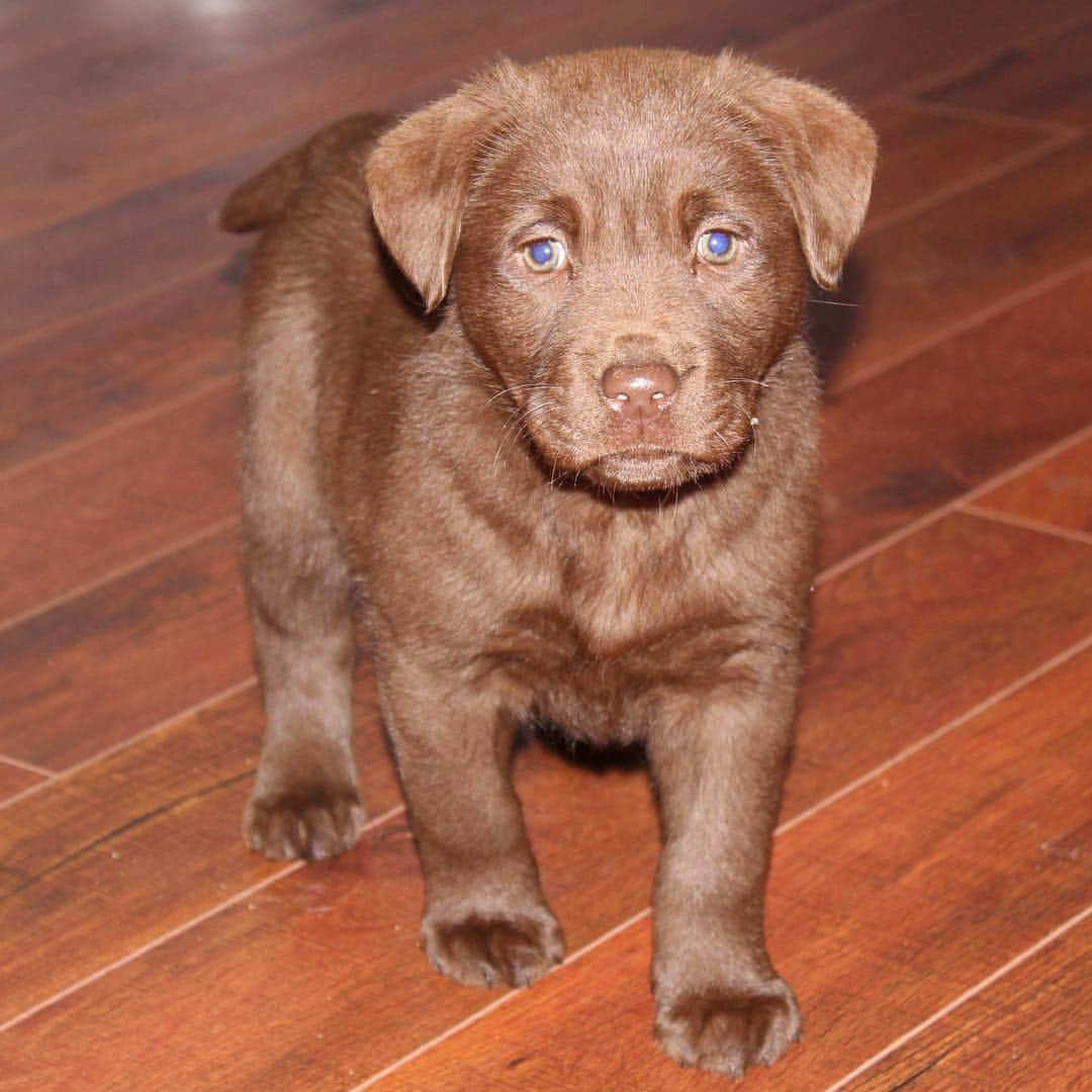 Mollyのインスタグラム：「When I was a fluff ball with big baby blues #tbt #doghubaustralia #labrador #chocolate #chocolatelaboftheday #puppiesofinstagram #fab_labs_ #dogfeatures #worldoflabs #lablife #instapuppy #justlabradors #suchacutie #lovemylab #lablove」