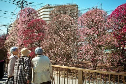 美森すずかさんのインスタグラム写真 - (美森すずかInstagram)「美森写真館～紅海参観～」2月26日 11時25分 - mimor_514