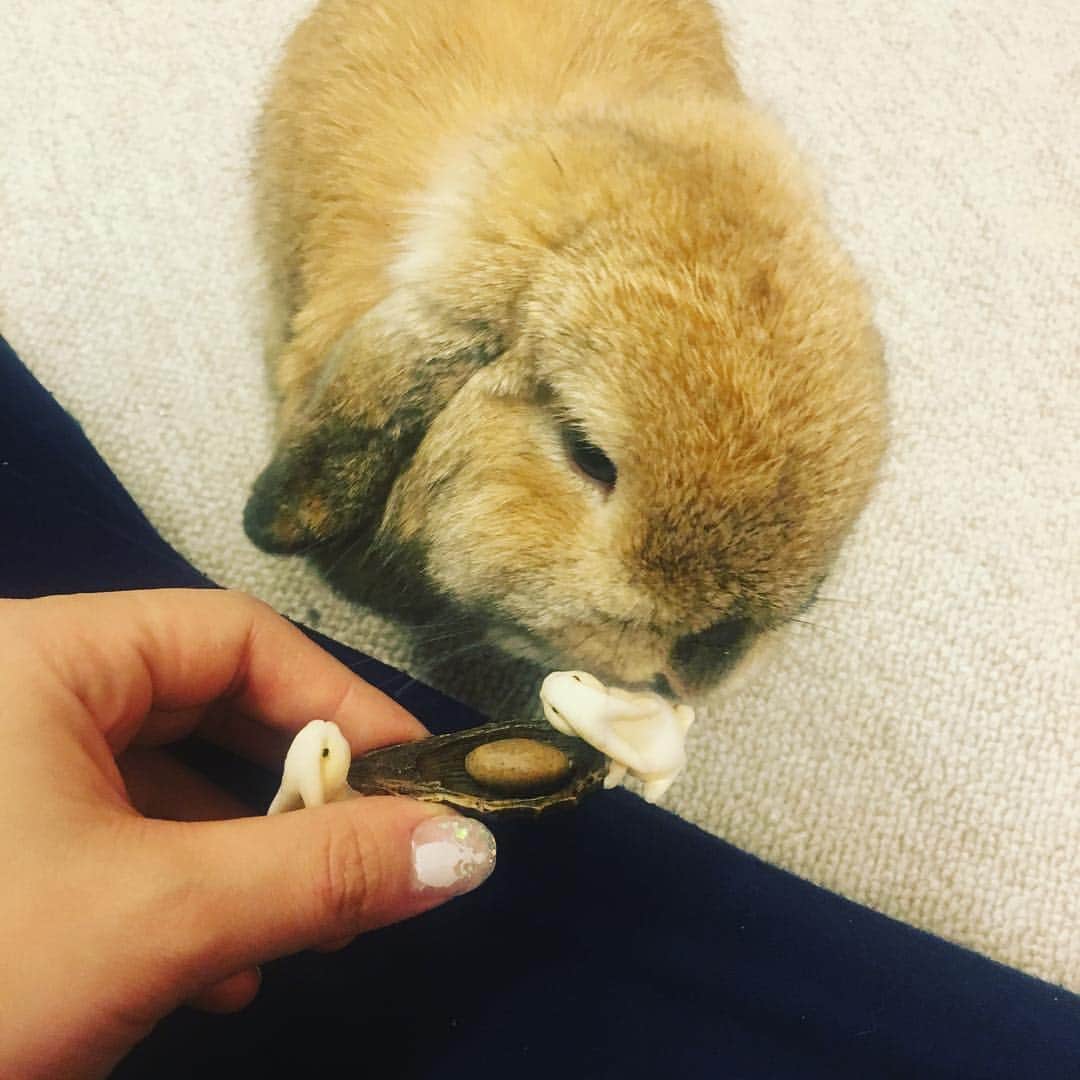 鈴華ゆう子のインスタグラム：「ふふふ(´艸｀)気になるようです。ずっと、クンクンツンツンなうめ。」