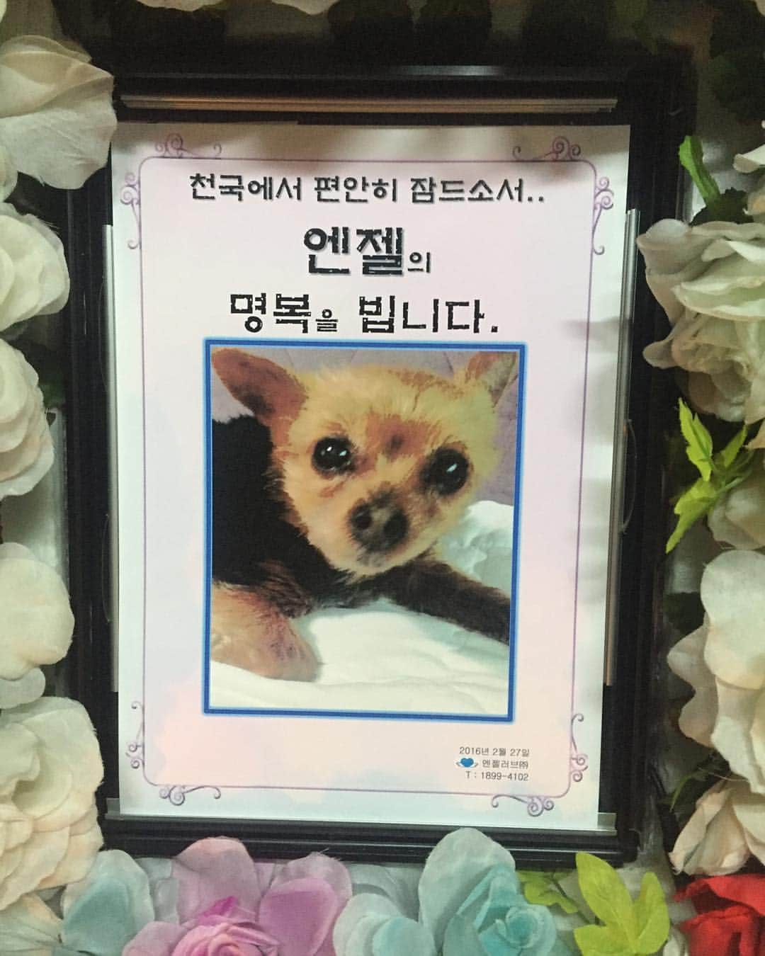 イ・ヒョヌのインスタグラム：「고맙고 사랑해 잊지 않을게 거기서도 행복하게 지내야되 엔젤.」