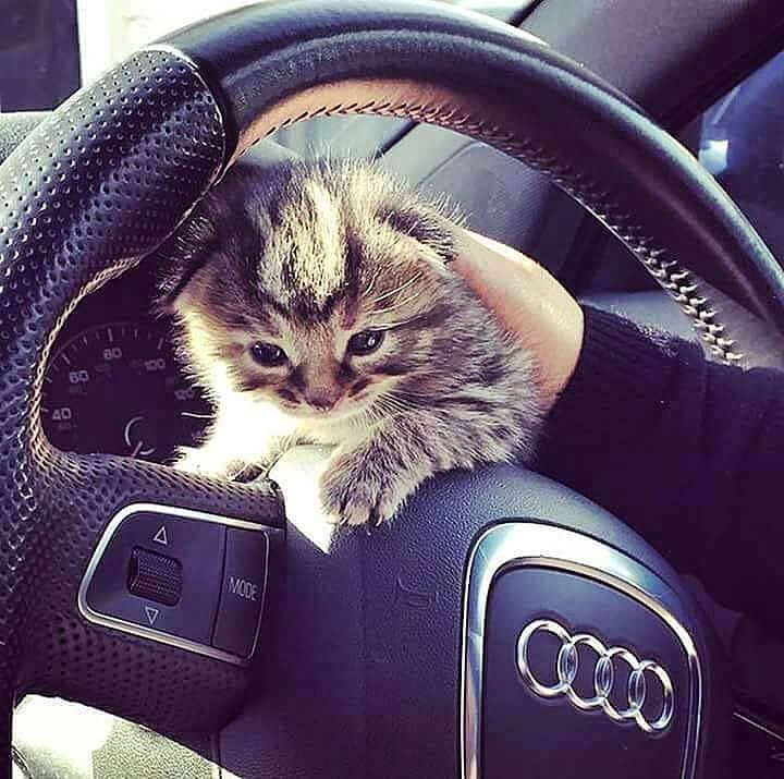 ポール・ポグバのインスタグラム：「My cat love Audi ❤🚘😺.  . . . #Audi #rs7 #cars #drive #driver #engine #exotic #cat #exoticcars #highway #horsepower #aww #cute #animals #ride #audirs7 #a7 #road #cute #speed #love #sportscars #street #fashion #7 #tires #vehicle #vehicles #wheel #2016 #model」