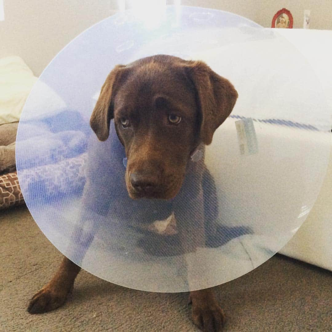 Mollyさんのインスタグラム写真 - (MollyInstagram)「I'm not enjoying this look.. Although dad says we're picking up way more channels on the TV 🤕🐾🐶💕 #conehead #lovemylab #justlabradors #worldofmylab #worldoflabs #chocolatelaboftheday #chocolatelabrador #fab_labs_ #instadog #instalab #feelingbetter #poorlybaby #nobabiesforme #talesofalab」2月28日 12時54分 - chocolatelabmolly